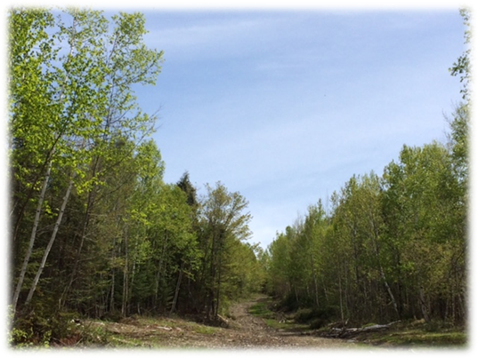 A tree in a forest
Description automatically generated